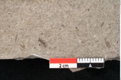 Foto (Detailansicht) von Puccinites zosterae Ettingshausen (NHMW-GEO-2024-0188-6618)